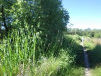 Reed canary-grass (Phalaris arundinacea) next to willow (Salix sp.)