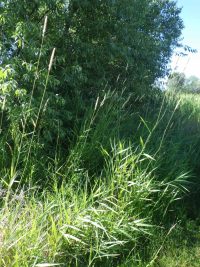 Reed canary-grass (Phalaris arundinacea)