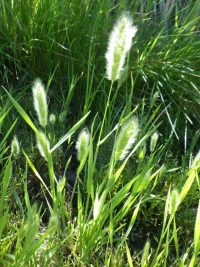 Rabbitfoot grass (Polypogon monspeliensis)