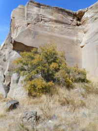 Netleaf hackberry (Celtis reticulata) at base of quarried face of Table Rock sandstone.