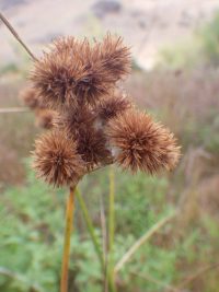 Torrey's rush (Juncus torreyi)