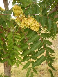 Tree-of-heaven (Ailanthus altissima)