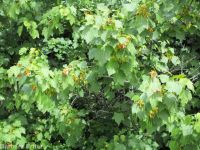 Rocky Mountain maple (<em>Acer glabrum var. douglasii</em>)