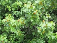 Rocky Mountain maple (<em>Acer glabrum var. douglasii</em>)
