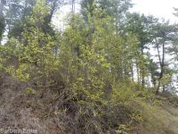 Rocky Mountain maple (<em>Acer glabrum var. douglasii</em>)