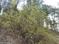 Rocky Mountain maple (<em>Acer glabrum var. douglasii</em>)