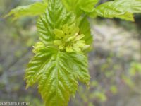 Rocky Mountain maple (<em>Acer glabrum var. douglasii</em>)
