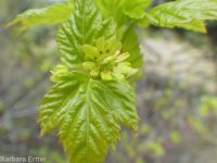 Rocky Mountain maple (<em>Acer glabrum var. douglasii</em>)