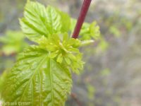 Rocky Mountain maple (<em>Acer glabrum var. douglasii</em>)