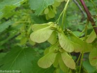 Rocky Mountain maple (<em>Acer glabrum var. douglasii</em>)
