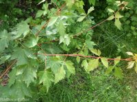 Rocky Mountain maple (<em>Acer glabrum var. douglasii</em>)