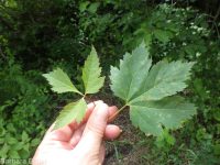 Rocky Mountain maple (<em>Acer glabrum var. douglasii</em>)