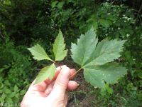Rocky Mountain maple (<em>Acer glabrum var. douglasii</em>)
