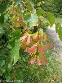 Rocky Mountain maple (<em>Acer glabrum var. douglasii</em>)