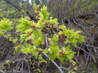 Rocky Mountain maple (<em>Acer glabrum var. douglasii</em>)