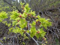 Rocky Mountain maple (<em>Acer glabrum var. douglasii</em>)