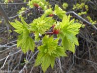 Rocky Mountain maple (<em>Acer glabrum var. douglasii</em>)