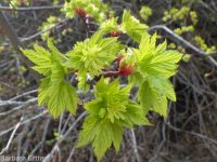 Rocky Mountain maple (<em>Acer glabrum var. douglasii</em>)
