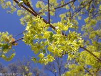 Norway maple (<em>Acer platanoides</em>)