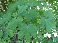 Norway maple (<em>Acer platanoides</em>)