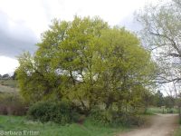 Norway maple (<em>Acer platanoides</em>)