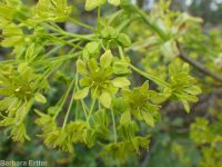 Norway maple (<em>Acer platanoides</em>)