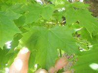 Norway maple (<em>Acer platanoides</em>)