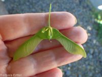 Norway maple (<em>Acer platanoides</em>)