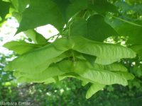 Norway maple (<em>Acer platanoides</em>)
