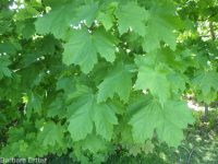 Norway maple (<em>Acer platanoides</em>)