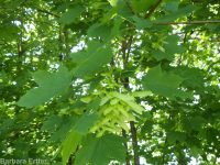 Norway maple (<em>Acer platanoides</em>)