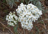 yarrow (<em>Achillea millefolium</em>)
