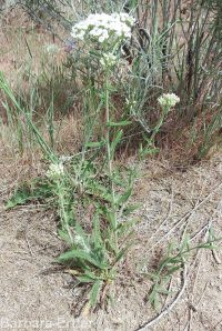 yarrow (<em>Achillea millefolium</em>)