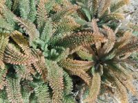 yarrow (<em>Achillea millefolium</em>)