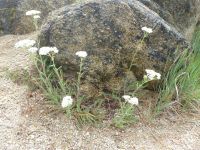 yarrow (<em>Achillea millefolium</em>)