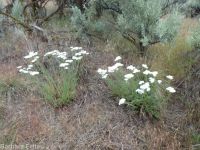 yarrow (<em>Achillea millefolium</em>)