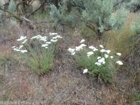 yarrow (<em>Achillea millefolium</em>)