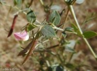 birds-foot trefoil, Spanish-clover (<em>Acmispon americanus var. americanus</em>)