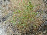 birds-foot trefoil, Spanish-clover (<em>Acmispon americanus var. americanus</em>)