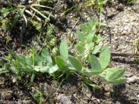 birds-foot trefoil, Spanish-clover (<em>Acmispon americanus var. americanus</em>)