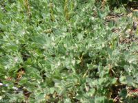 birds-foot trefoil, Spanish-clover (<em>Acmispon americanus var. americanus</em>)