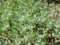 birds-foot trefoil, Spanish-clover (<em>Acmispon americanus var. americanus</em>)