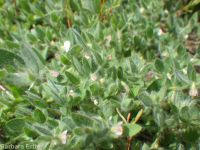 birds-foot trefoil, Spanish-clover (<em>Acmispon americanus var. americanus</em>)