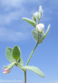 birds-foot trefoil, Spanish-clover (<em>Acmispon americanus var. americanus</em>)