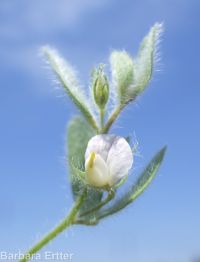 birds-foot trefoil, Spanish-clover (<em>Acmispon americanus var. americanus</em>)