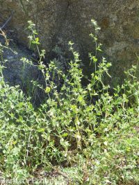 birds-foot trefoil, Spanish-clover (<em>Acmispon americanus var. americanus</em>)