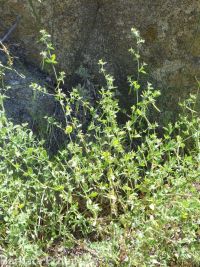 birds-foot trefoil, Spanish-clover (<em>Acmispon americanus var. americanus</em>)