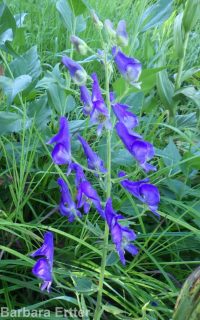 Columbian monkshood (<em>Aconitum columbianum ssp. columbianum</em>)
