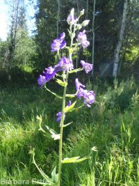 Columbian monkshood (<em>Aconitum columbianum ssp. columbianum</em>)
