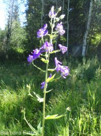 Columbian monkshood (<em>Aconitum columbianum ssp. columbianum</em>)